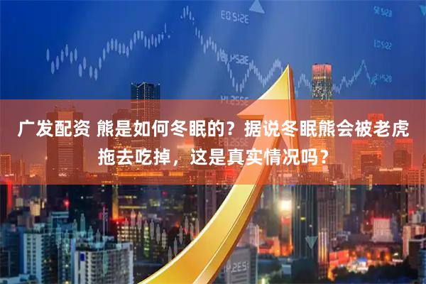广发配资 熊是如何冬眠的？据说冬眠熊会被老虎拖去吃掉，这是真实情况吗？
